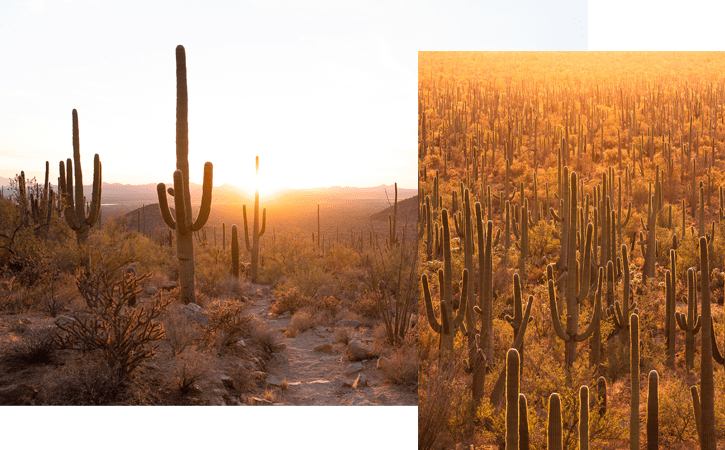 Two images, both depicting saguaro cacti at sunset